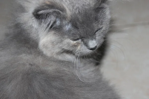 Ranlı Angora Kedileri Gelecek Hakkında Hayal Kuruyor — Stok fotoğraf