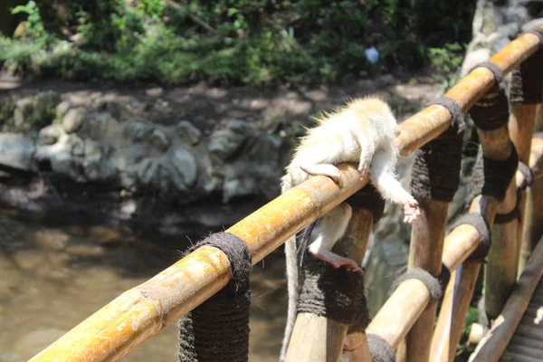 Μαϊμουδίτσα Είναι Στον Κορμό Ενός Μπαμπού — Φωτογραφία Αρχείου