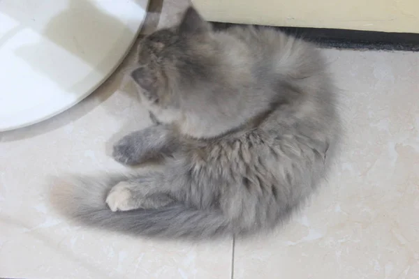 Perzsa Angora Macskák Álmodoznak Jövőről — Stock Fotó