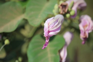 Yol kenarındaki yabani bitkiler