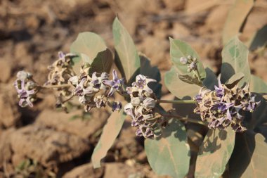 plajda kır çiçekleri