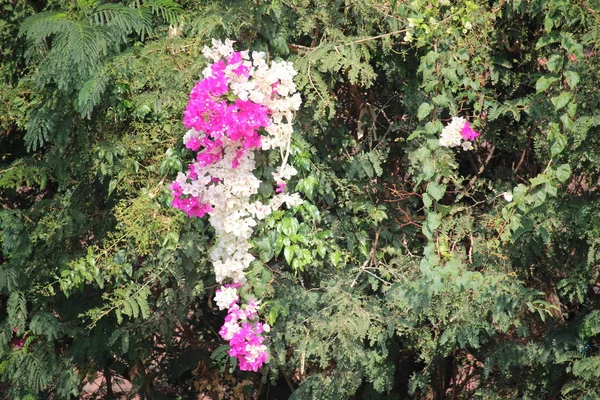 Lumajang Daki Güzel Bugenville Çiçekleri Doğu Java Endonezya — Stok fotoğraf