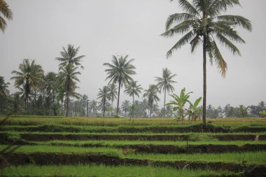 Kırsaldaki pirinç tarlalarında pirinç bitkileri
