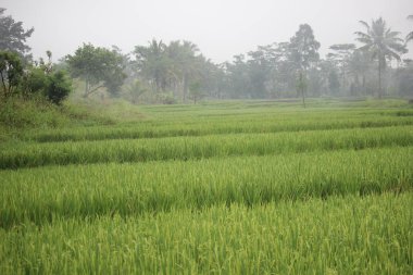 Kırsaldaki pirinç tarlalarında pirinç bitkileri
