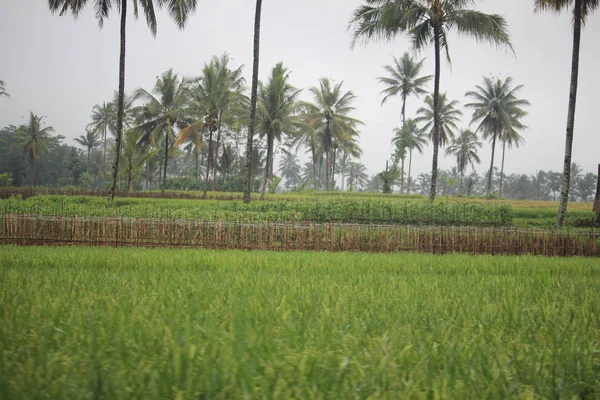 Plants Riz Dans Les Rizières Campagne — Photo