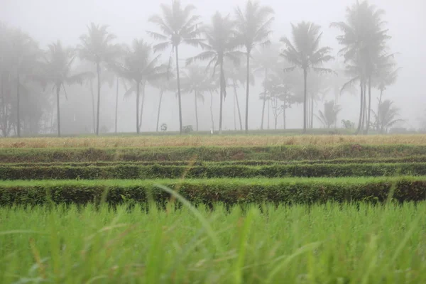 Reispflanzen Reisfeldern Auf Dem Land — Stockfoto