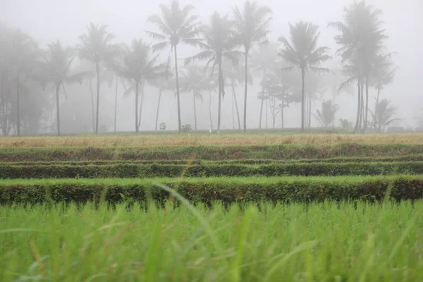 Tanaman Padi Sawah Pedesaan — Stok Foto