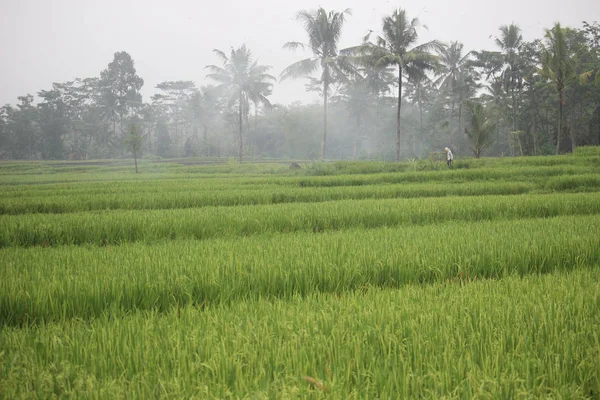 Kırsaldaki Pirinç Tarlalarında Pirinç Bitkileri — Stok fotoğraf