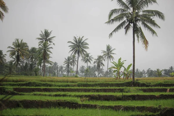 Tanaman Padi Sawah Pedesaan — Stok Foto