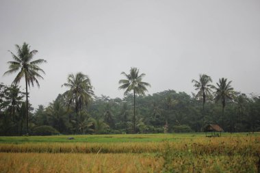 Kırsaldaki pirinç tarlalarında pirinç bitkileri