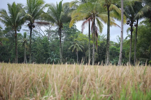 Plantas Arroz Campos Arroz Campo — Fotografia de Stock