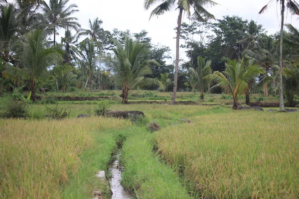 Рисовые Растения Рисовых Полях Сельской Местности — стоковое фото