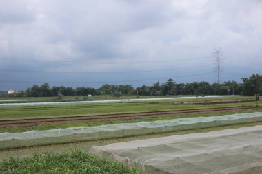 Kırsaldaki pirinç tarlalarının atmosferi