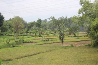 Kırsaldaki pirinç tarlalarının atmosferi