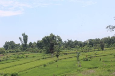 Kırsaldaki pirinç tarlalarının atmosferi