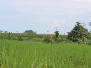 Kırsaldaki pirinç tarlalarının atmosferi