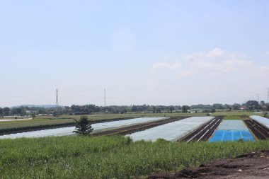 Kırsaldaki pirinç tarlalarının atmosferi