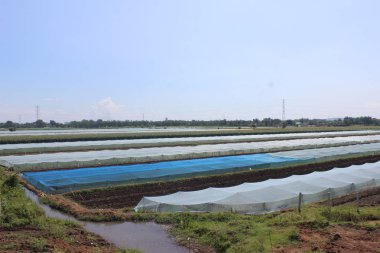 Kırsaldaki pirinç tarlalarının atmosferi