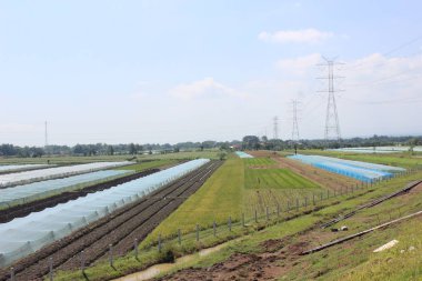 Kırsaldaki pirinç tarlalarının atmosferi