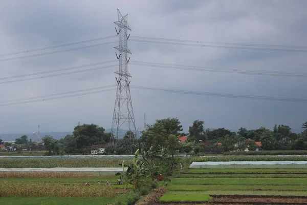 Atmosfera Dos Campos Arroz Campo — Fotografia de Stock