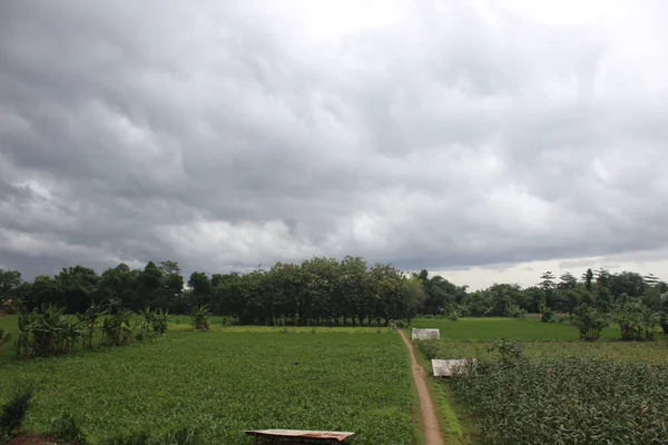 Kırsaldaki Pirinç Tarlalarının Atmosferi — Stok fotoğraf