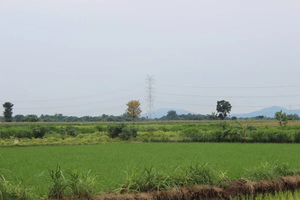 Atmósfera Los Arrozales Campo — Foto de Stock