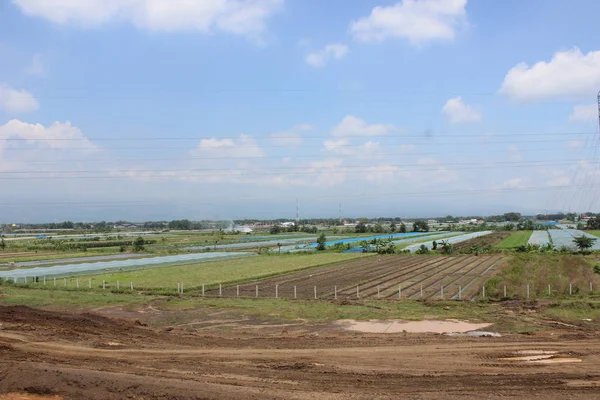 Atmosfera Dos Campos Arroz Campo — Fotografia de Stock