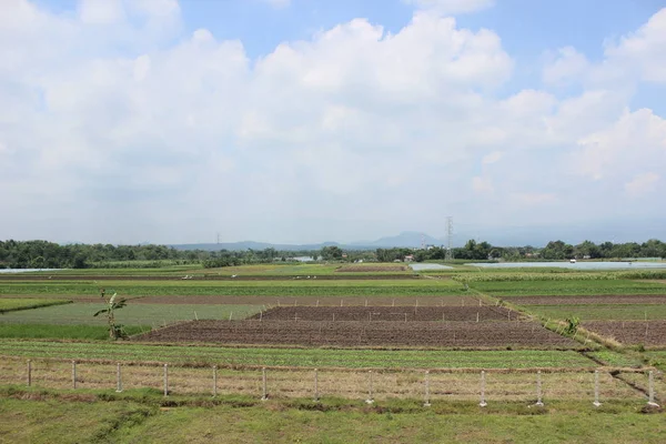 Атмосфера Рисовых Полей Сельской Местности — стоковое фото