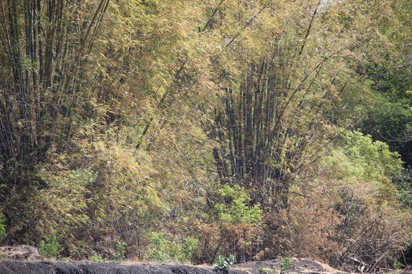 Бамбуковые Леса Возле Рисовых Полей — стоковое фото