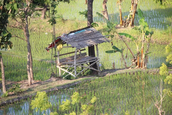 Pondok Bambu Tepi Sawah — Stok Foto