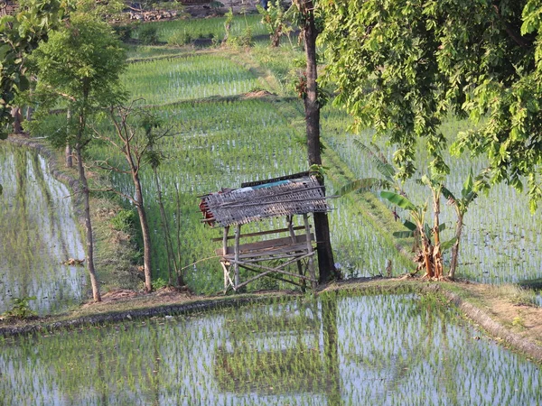 稻田边的竹屋 — 图库照片