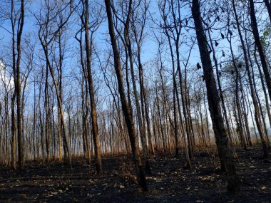 Ulusal park Bromo Tengger Semeru yoğun ağaçlar, Probolinggo Regency, Doğu Java Eyaleti, Endonezya