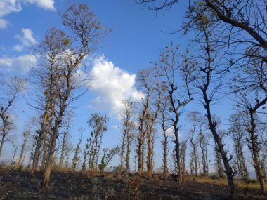 Ulusal park Bromo Tengger Semeru yoğun ağaçlar, Probolinggo Regency, Doğu Java Eyaleti, Endonezya