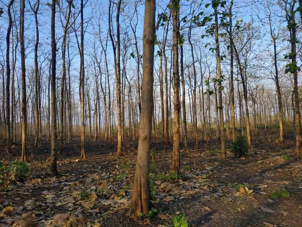Густые Деревья Национальном Парке Bromo Tengger Semeru Probolinggo Regency Восточная — стоковое фото