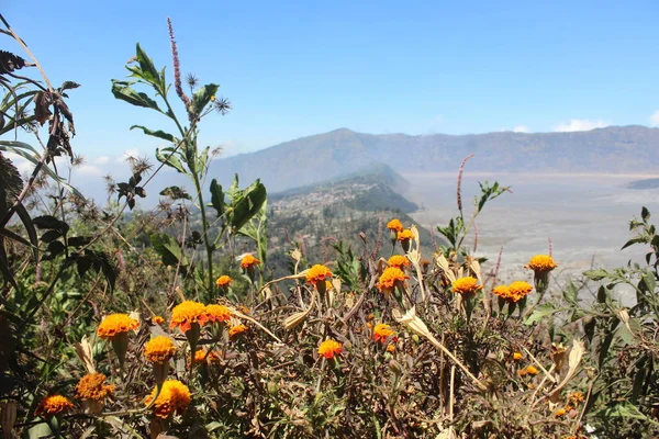 Дикие Цветы Bromo Tengger Semeru National Park Индонезия — стоковое фото