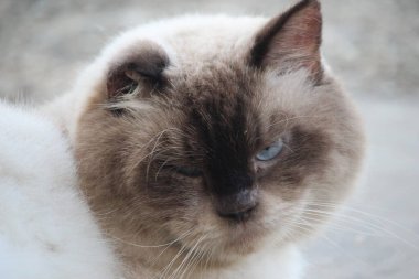 Beyaz kedi parkta oynuyor.