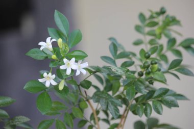 Evin arkasında Murraya paniklemiş.