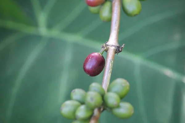 Scheuten Van Bladeren Fruit Die Beginnen Rijpen Koffieboom — Stockfoto
