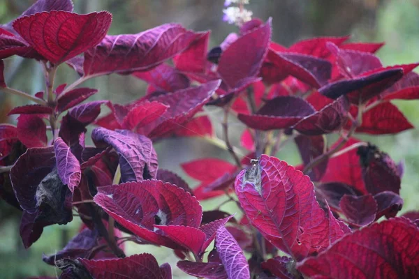 Červená Miyana Květina Která Červené Listy — Stock fotografie