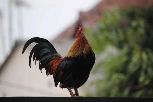 Ayam Jantan Berkokok Pagar Rumah — Stok Foto
