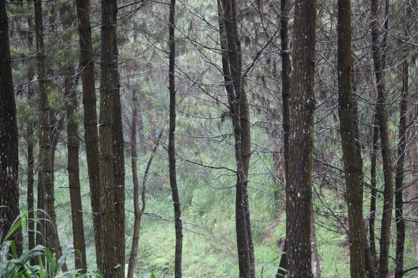 Florestas Pinheiro Nas Montanhas Tengger Semeru Bromo Indonesia — Fotografia de Stock