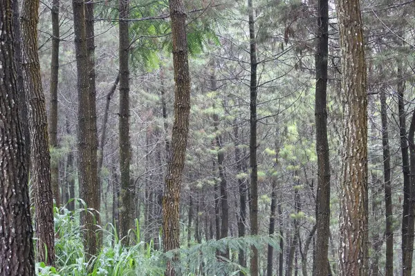 Florestas Pinheiro Nas Montanhas Tengger Semeru Bromo Indonesia — Fotografia de Stock
