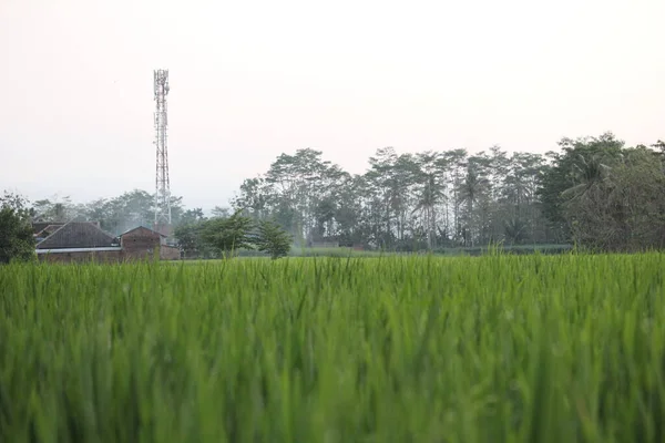 Kırsalın Kenarındaki Pirinç Tarlaları — Stok fotoğraf
