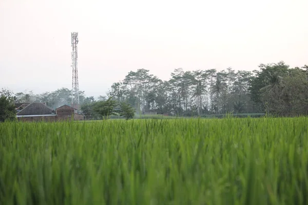 Rizières Bordure Campagne — Photo