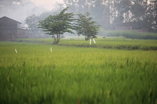 Sawah Pinggir Desa — Stok Foto