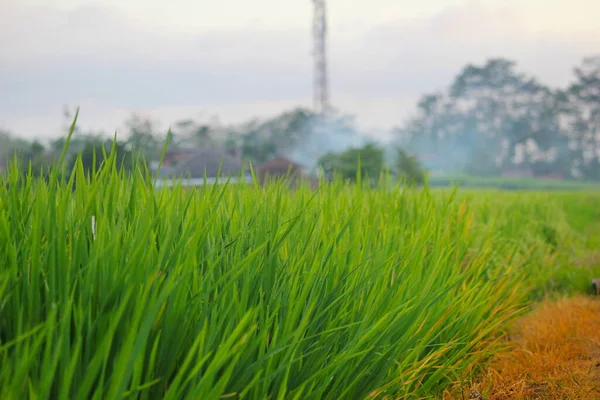 Campos Arroz Beira Campo — Fotografia de Stock