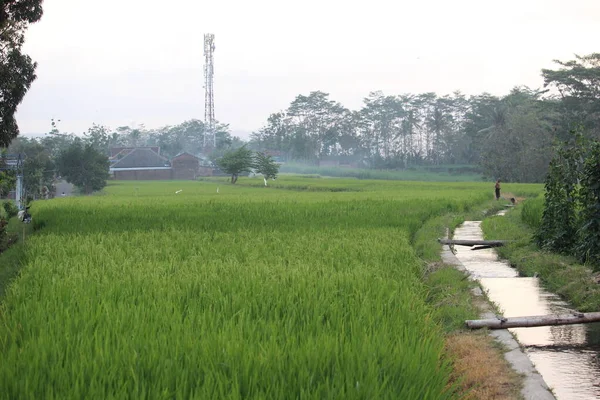 Kırsalın Kenarındaki Pirinç Tarlaları — Stok fotoğraf