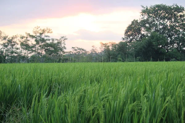 Campos Arroz Borde Del Campo —  Fotos de Stock