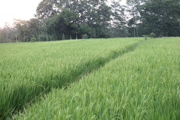 Campos Arroz Beira Campo — Fotografia de Stock