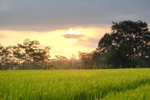 Rice Fields Edge Countryside — Stock Photo, Image